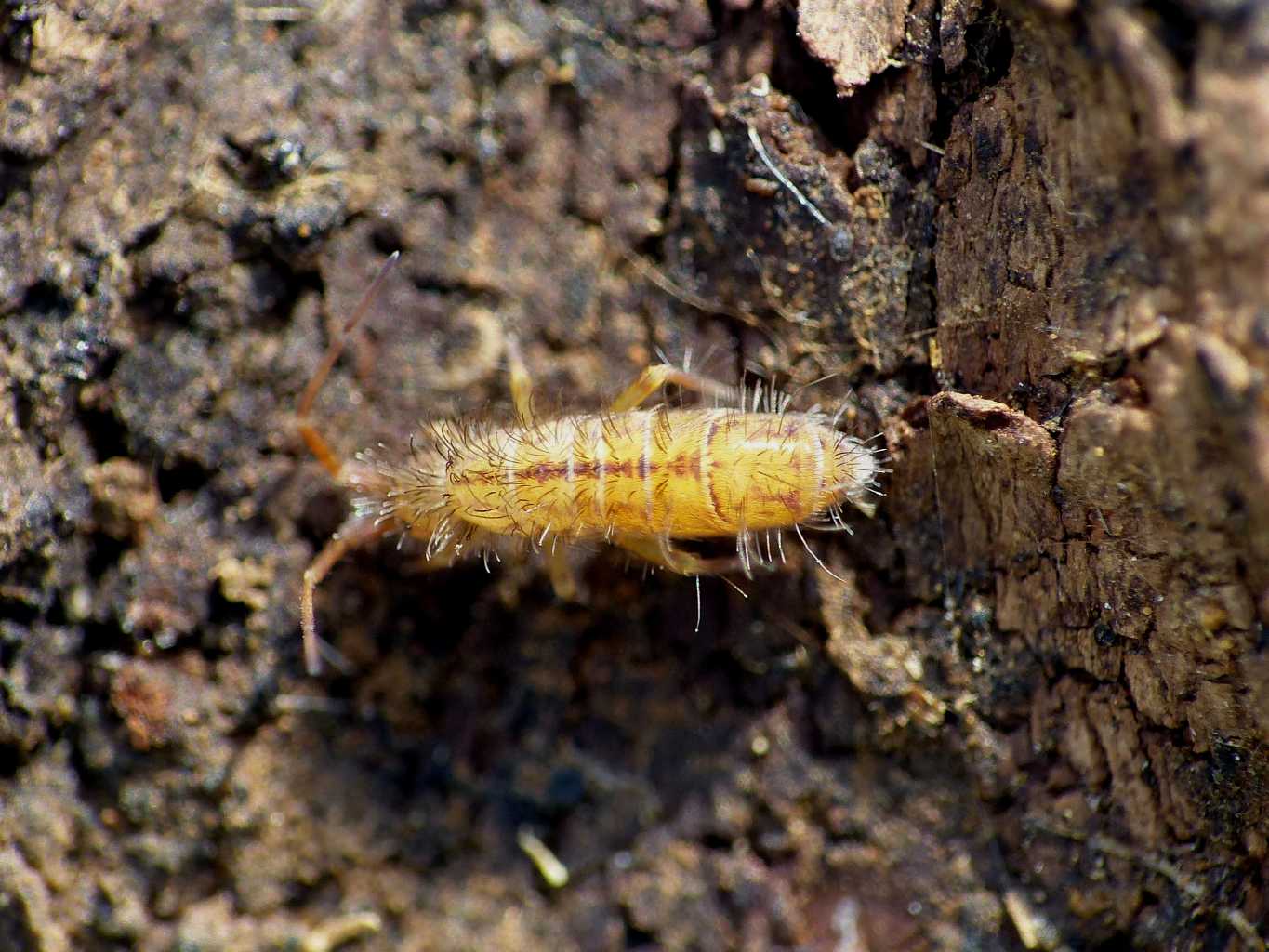 Orchesella villosa?